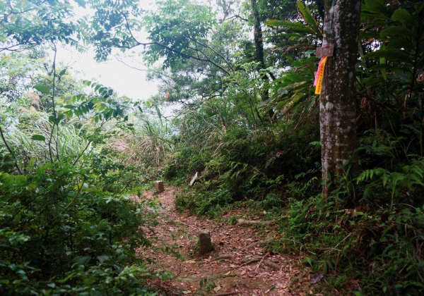 桃園金面山、金山面山 O型1373719