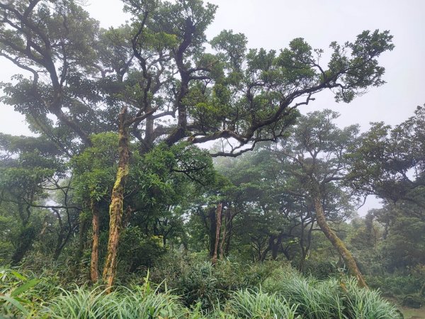 抹茶山 - 三角崙山/聖母山莊步道-小百岳#83-宜蘭縣礁溪鄉2238682