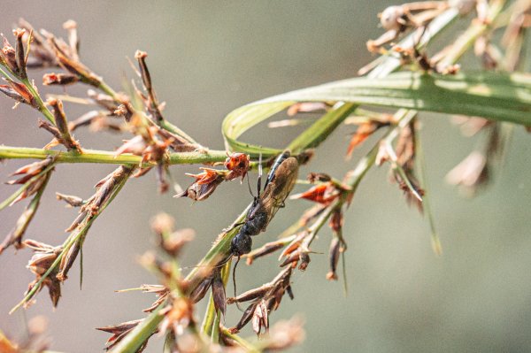 探訪台北溪流之美｜桶後越嶺古道（礁溪-烏來）2911740