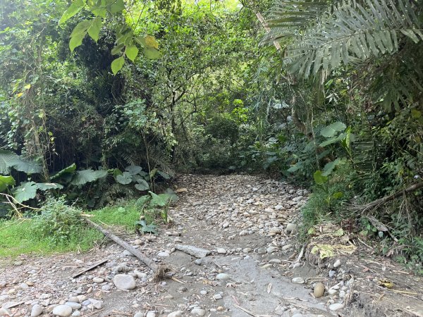 [百山百鳥尋旅-04/15] 2025_0817 龍過脈森林步道2863237