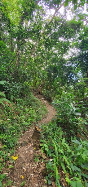 2024-06-15觀音山【福隆山、尖山(占山)登山步道】O走2528212