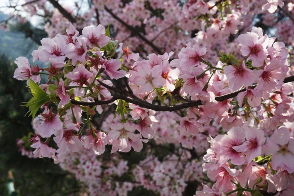 桃花源、三生的浪漫1642338