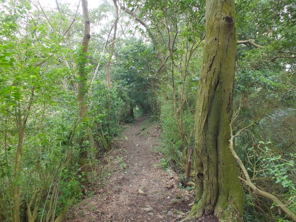 北投區陽峰古道+東昇步道+鼎筆橋步道十八挖水圳步道+猴崁古道+青春嶺步道+大屯瀑布8字走2775632