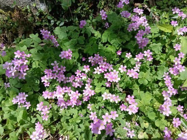 雙溪區不厭亭+牡丹山+樹梅坪+鷹石岩山神廟+不厭亭+奉憲示禁碑+三貂崙+不厭亭8字走2766269