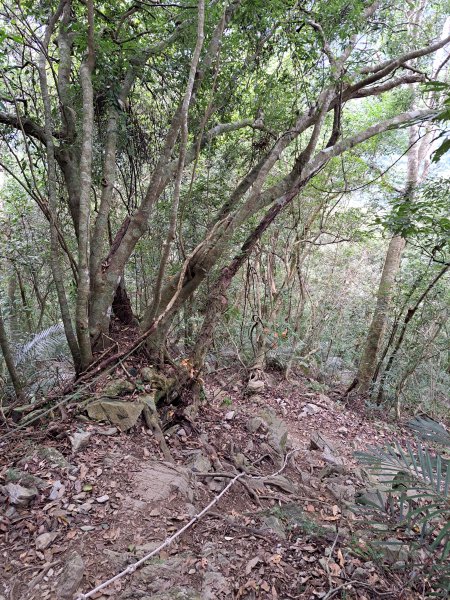 砂卡礑二日行D2：大同部落→千里眼山→砂卡礑步道→小錐麓步道→遊客中心202312032368721