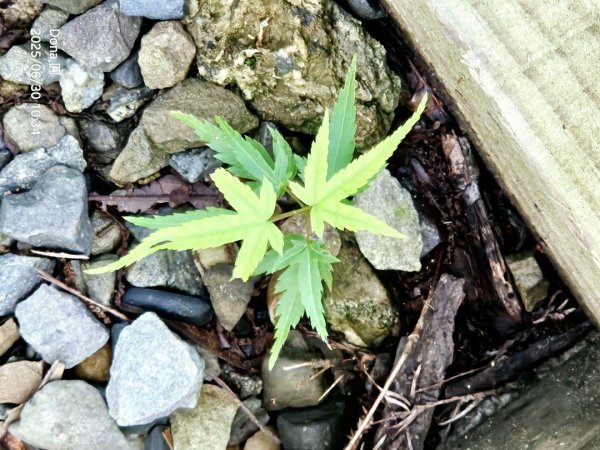 桃園小百岳東眼山(H1212m)2844624