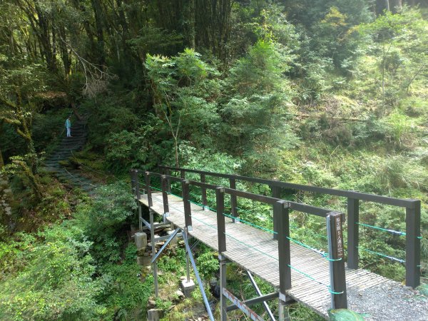 觀霧 檜山巨木群步道1090219