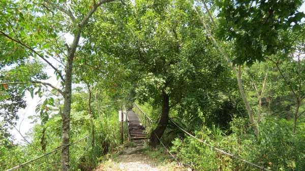《南投》峰峰相連｜草屯九九峰森林步道O型202509062879294