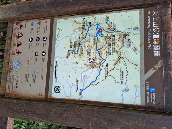 2026微笑山線望月亭桐花段3103860