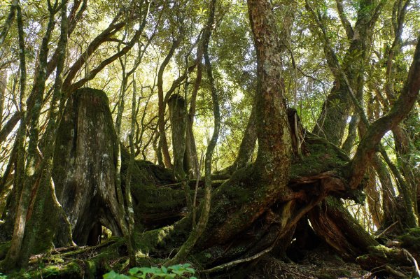 桃園 復興 把家灣山、低陸山2865362