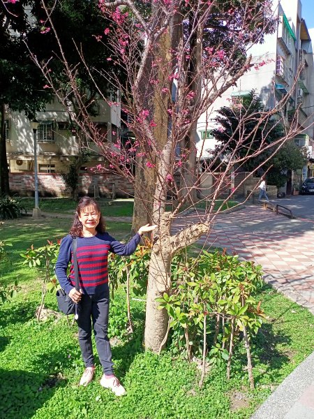 內湖瑞陽公園、碧湖公園、大港墘公園2416862