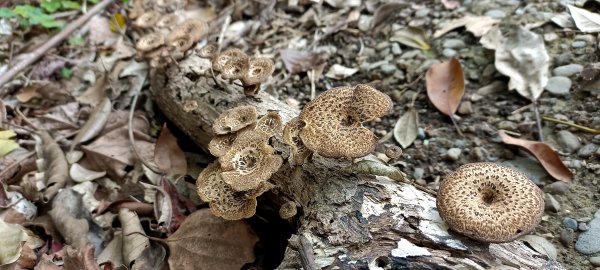 20230404_出磺坑山+古油井步道O型2094213