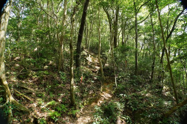 新竹 尖石 蓮包山、外鳥嘴山2914334