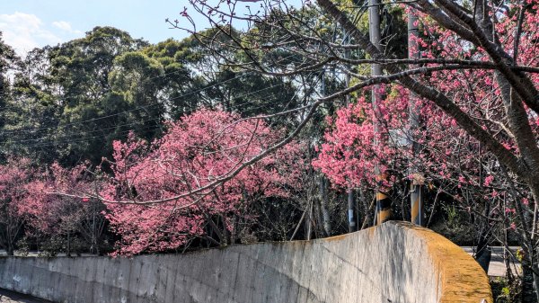貓貍山.協雲宮,青青草原2701155