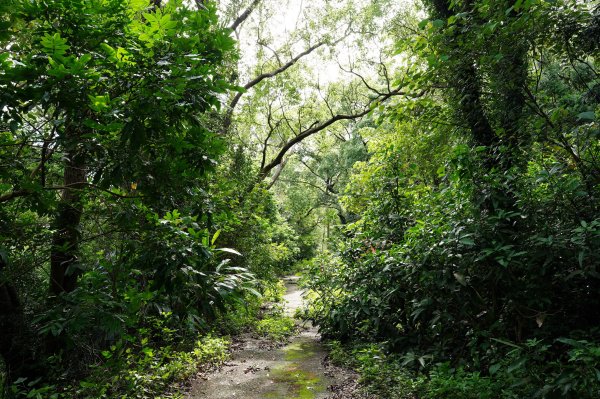 苗栗 三義 枕頭山、南片山2801749