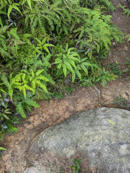 2024-05-12 軍艦岩、丹鳳山越野跑2793770