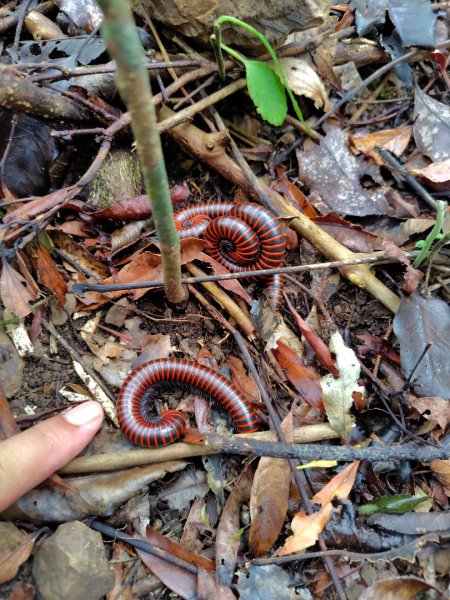 白藍狐貍出狐貍尾/狐貍縱走2796261