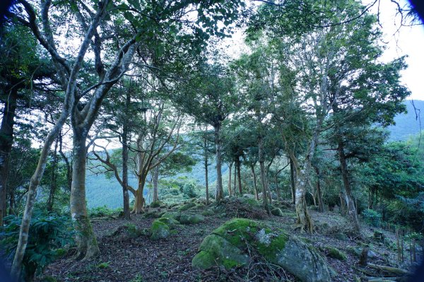 苗栗 南庄 紅毛山、無名山、大坪山2943093