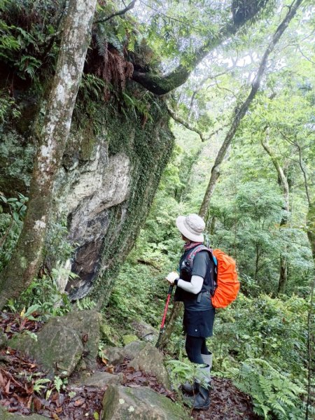 鵝公髻山採桃趣-202505302865292