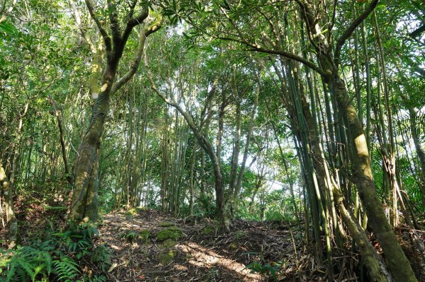 臺北 貓空圓山、貓空尖、十六分山、四面頭山、三玄宮山、鵝角格山、待荖坑山2585840