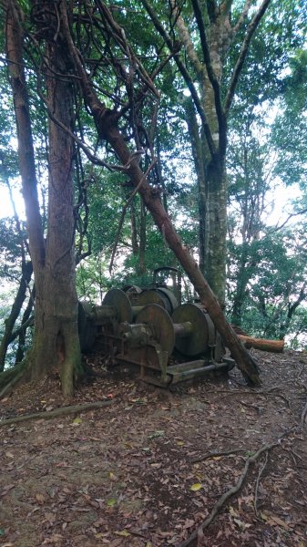 加里山(大坪登山口)-杜鵑嶺462307