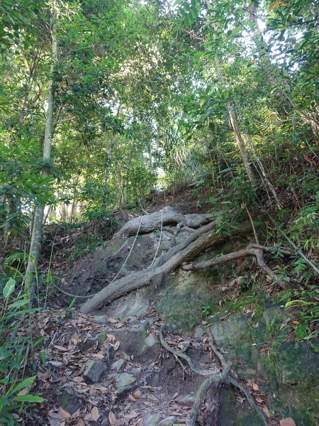唐麻丹山2790147