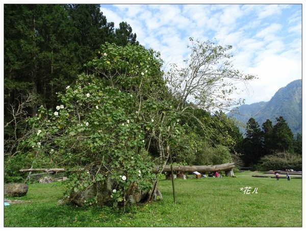 溪頭/山芙蓉之旅712608