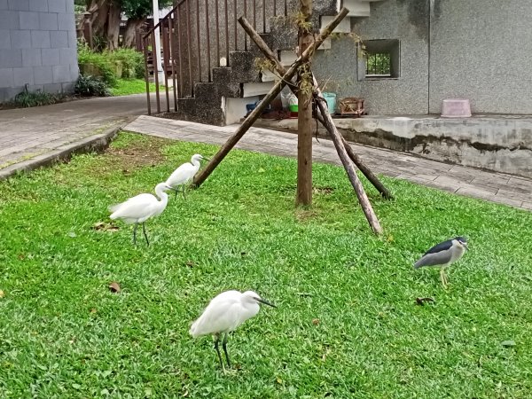 大溝溪生態治水園區、大湖公園 (防災公園) 【走路趣尋寶】1898046