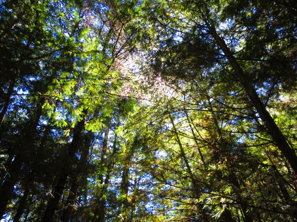 如童話般的森林步道-武陵桃山瀑布步道1190741
