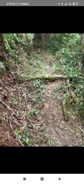 富士坪古道、大尖山草原整徑後優質登山步道1544245