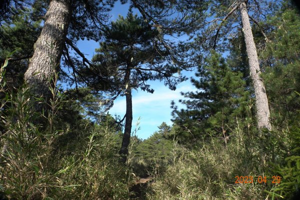 南投 仁愛 武法奈尾山2133749