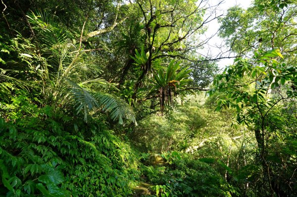 新北 石碇 西帽子岩、炙子頭山、溪邊寮山2551950