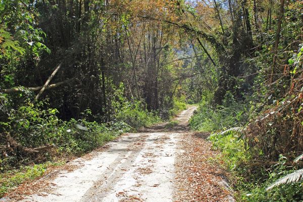 甲仙白雲山原路來回333553