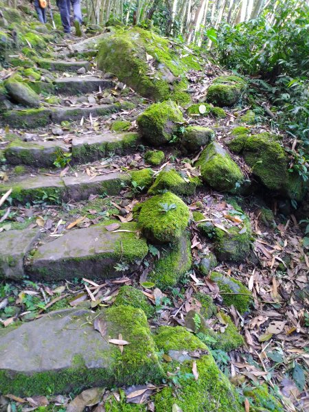 2022-04-09 迷糊步道_福山古道O型1668179