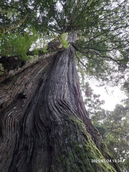 2025.01.24~26 北大武山 三天兩夜〈雲海、夕陽、檜木、鐵杉、藍天...〉2700339