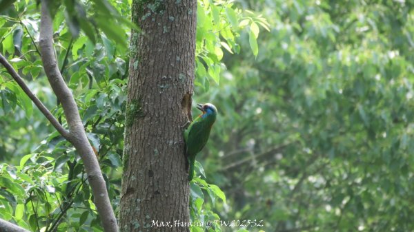 《苗栗》桐花茶園｜四月雪小徑登慈濟山三義山202504272771200