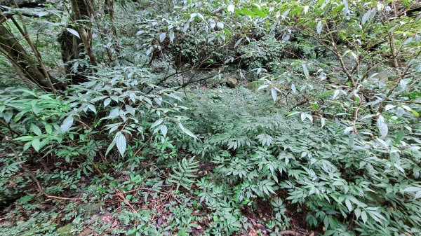 台北大縱走第一段1249204