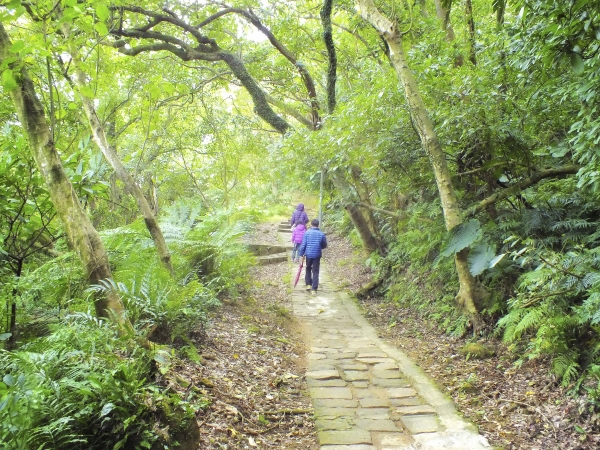 白鷺鷥山12979