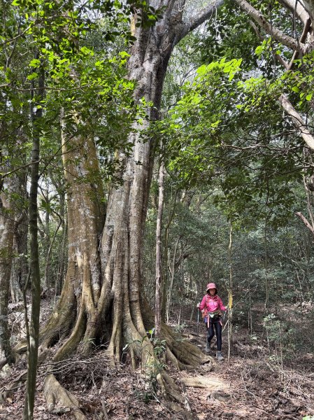 谷關 白毛山-逆O繞 202603153018979