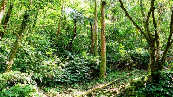 磐石嶺,鳥嘴尖,姜子寮山,姜子寮絕壁2863515