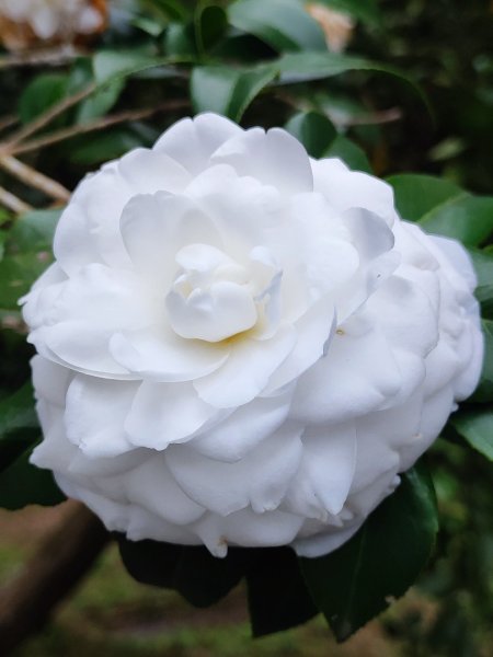 九讚頭車站-大崎棟.茶亭.逃學.騎龍古道20幾K繞大O2972538