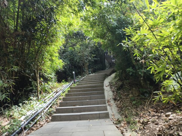 [百山百鳥尋旅-15/15] 2025_0929 硬漢嶺步道(觀音山)2900986