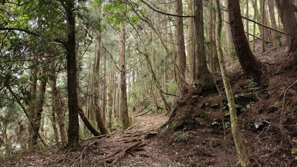 【谷關七雄】新山馬崙 - 松香裡的時光迴廊：聽山林講述歲月的故事3094017