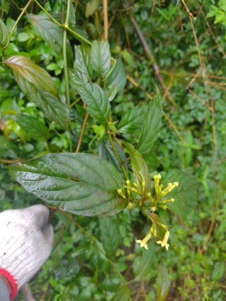 再訪雙林山、杜仔湖步道、雙子山2817936