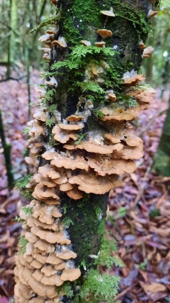 《台中》魔幻森林｜橫嶺山沙蓮山O型202104301367171