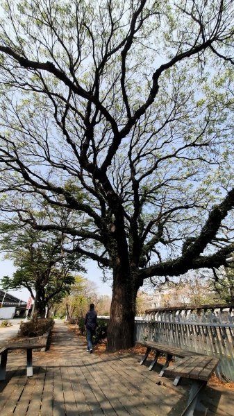 《台中》苦楝樹王｜潮洋溪惠來溪步道生態之旅202303-042124114