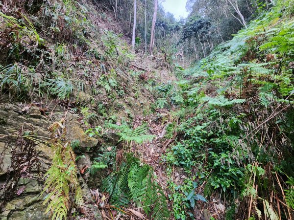 20260220板子寮山舊武界越山橫屏山O型3011638
