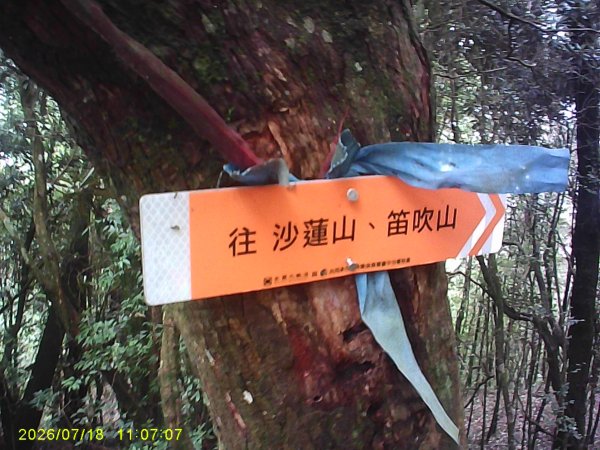 大雪山林道橫嶺山步道、橫嶺山、沙蓮山、笛吹山O繞3090403