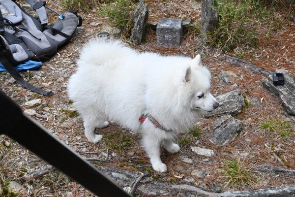 瀧奧山帶銀狐犬走走 2024.1.82400465