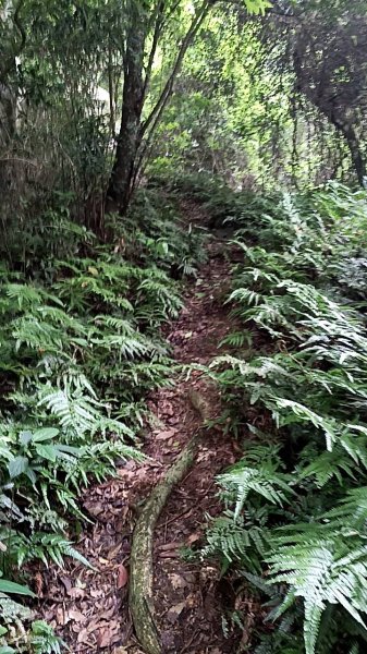 20250531 新竹關西 赤柯山及東獅頭山 O型2801101